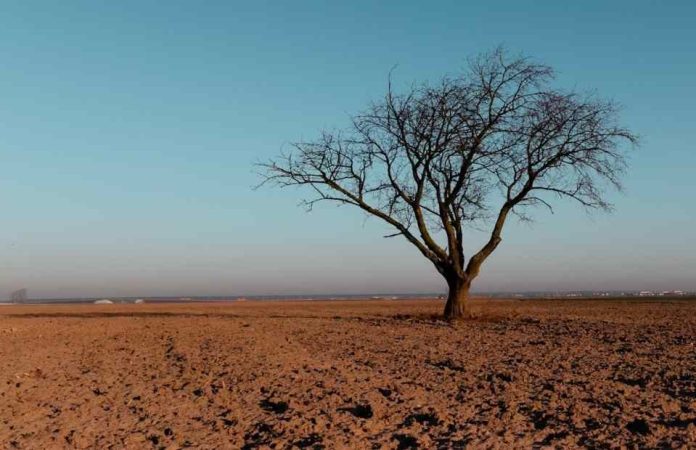 Extracto de algas ayuda a las plantas a resistir el estrés climático, manteniendo la productividad deseada