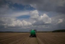 Argentina | Arándanos: investigan la biología reproductiva para potenciar el mejoramiento genético Arándanos: investigan la biología reproductiva para potenciar el mejoramiento genético