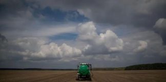 Argentina | Arándanos: investigan la biología reproductiva para potenciar el mejoramiento genético Arándanos: investigan la biología reproductiva para potenciar el mejoramiento genético