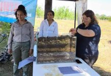 Argentina | Desde INTA difunden el potencial del “bokashi”, un compost japonés mucho más potente que el convenciona Fiel a su economía expresiva, en el idioma japonés “bokashi” alude en sus orígenes a un tipo de mezcla. En agricultura, el término fue adoptado para nombrar a un tipo de abono orgánico fermentado que hoy muchos asimilan al compost tradicional, pero que tiene ciertas características que lo hacen tan particular como útil. Una advertencia previa: si le preguntan a Julieta Quiroga Martínez, una de las técnicas del INTA IPAF NOA que se especializa en esa técnica, el bokashi no es ninguna “hippeada” reswervada solo para los cultores de la agroecología, sino un insumo muy útil al que estudian continuamente por su potencial en producciones extensivas o intensivas. “Sé que muchos piensan eso”, se sincera Martínez, y asegura que su tarea es, precisamente generar conocimiento que sostenga que, más que una técnica “border”, el bokashi es “un biofertilizante potenciado que repercute en el rendimiento de los cultivos”. En plena Quebrada de Humahuaca, en la localidad de Los Hornillos, un grupo de investigadoras ensaya las distintas aplicaciones de este tipo de compost, que se sabe efectivo a baja dosis y en pequeña o gran escala, pero que también suscita advertencias no menores en su producción, pero también su aplicación. Porque el bokashi puede resultar tan efectivo -y tan tóxico- como un agroquímico convencional, porque los hay de diferente tipo y porque hasta se pueden incendiar durante el proceso de elaboración es que Bichos de Campo dialogó en profundidad con Julieta y el resto de su equipo, que escriben un capítulo reciente en la historia de un compuesto muy antiguo. Decir que el bokashi es un abono a base de residuos orgánicos y tierra es demasiado simplista. En rigor, hay detrás un proceso de trabajo que, aunque es menos extenso que el compost convencional -aquel que muchos hacen en el patio de su casa- sí tiene ciertos detalles técnicos tan complejos como relevantes. “Para poder preparar el bokashi tenemos que tener el aporte de materia orgánica, microorganismos y minerales”, explica Julieta, que repasa el proceso como si se tratase de cualquier receta culinaria. Lo primero, la materia orgánica, la aportan los residuos de otros cultivos y también los desechos de los sistemas ganaderos. Eso es lo que le da la particularidad a cada bokashi, ya que depende de la zona productiva en que se elabore. En regiones subtropicales, por ejemplo, la base la aportan restos de banana, palta y mango, mientras que en la Quebrada de Humahuaca predominan los desechos de cultivos andinos. Lo mismo sucede con la bosta, que puede ser tanto bovina, como ovina o caprina. A esa materia orgánica hay que ponerla en contacto con microorganismos que la descompongan. Para ello, uno de los ingredientes clave es el agregado de tierra del lugar, plagada de esos “bichitos” que catalizarán el alimento y se reproducirán. “Lo que nosotros hacemos es sumar un aporte inicial de levadura panadera. Con eso le damos energía a las bacterias para que puedan reproducirse y potenciar el crecimiento de los demás microorganismos”, explicó la especialista. Así es como, con la ayuda de esa levadura, se forma un “pan” de tierra, en el que la materia orgánica y la tierra se disponen por capas y se lo mantiene humedecido para ayudar a que esos microbios entren en actividad. Pero como esa actividad genera temperatura, a menudo tan alta como para incendiar literalmente el bokashi, esta etapa de fermentación requiere del más estricto control. La clave, explica Martínez, es mantener ese compost a una temperatura de no más de 65 grados, lo que permite por un lado controlar a los patógenos que aportan los desechos animales y, a la vez, evitar que mueran los organismos benéficos. Estos últimos, a fin de cuentas, son los que convertirán a ese conjunto de desechos en un biofertilizante. “La única forma de controlar la temperatura es volteándolo. En épocas de mucho calor, podemos hacerlo 4 veces por día”, detalló. A los 15 o 20 días termina el proceso de producción y se obtiene el bokashi. Es prácticamente un tercio de tiempo de lo que demora el compost convencional, donde no hay fermentación, y para cerciorarse de que su trabajo fue bien hecho y de que efectivamente los patógenos hayan sido eliminados, se hace un análisis de inocuidad. Una vez listo, ya puede aplicarse en los cultivos. Y ahí también es clave el trabajo que llevan a cabo las investigadoras, ya que el bokashi se sabe muy efectivo únicamente cuando es aplicado de forma correcta. De lo contrario, esa efectividad se convierte en toxicidad. “Sirve en pequeñas dosis porque es muy concentrado, puede ser fertilizante sólido o también puede ser aplicado como fertilizante foliar con un té que se hace disolviendo 1 kilo en 10 litros de agua”, señala Julieta, que actualmente lleva a cabo una serie de ensayos que están ayudando a determinar las dosis adecuadas. “Venimos estudiando el impacto en ajo, lechuga y maíz. Ahí la dosis es aproximadamente 20 gramos por planta -es decir, un puñado- tres veces durante todo el ciclo del cultivo. Con sólo eso ya se ve cómo repercute en el rendimiento”, aclara. Este biofertilizante, bien aplicado, ofrece una alternativa a los insumos convencionales, a bajo costo, con un ciclo de trabajo relativamente corto pero, sobre todo, a conciencia. No sólo porque hubo bokashis que se incendiaron, sino también porque no es un mero abono que se le suma a la planta. “Lo planteamos como una alternativa, no es un remedio único”, señala la investigadora, que ahora avanza con su equipo en los protocolos de elaboración y de aplicación y, a futuro, prevé que ese compost tendrá mucha adopción en la región. ¿Por qué? La respuesta, para Julieta, es sencilla: “El sistema predominante acá en la zona está en crisis. Viene colapsando la estructura del suelo, y además los agroquímicos, que son cada vez más caros, se pagan en dólares y contaminan”, concluyó.
