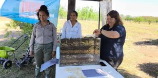 Fiel a su economía expresiva, en el idioma japonés “bokashi” alude en sus orígenes a un tipo de mezcla. En agricultura, el término fue adoptado para nombrar a un tipo de abono orgánico fermentado que hoy muchos asimilan al compost tradicional, pero que tiene ciertas características que lo hacen tan particular como útil. Una advertencia previa: si le preguntan a Julieta Quiroga Martínez, una de las técnicas del INTA IPAF NOA que se especializa en esa técnica, el bokashi no es ninguna “hippeada” reswervada solo para los cultores de la agroecología, sino un insumo muy útil al que estudian continuamente por su potencial en producciones extensivas o intensivas. “Sé que muchos piensan eso”, se sincera Martínez, y asegura que su tarea es, precisamente generar conocimiento que sostenga que, más que una técnica “border”, el bokashi es “un biofertilizante potenciado que repercute en el rendimiento de los cultivos”. En plena Quebrada de Humahuaca, en la localidad de Los Hornillos, un grupo de investigadoras ensaya las distintas aplicaciones de este tipo de compost, que se sabe efectivo a baja dosis y en pequeña o gran escala, pero que también suscita advertencias no menores en su producción, pero también su aplicación. Porque el bokashi puede resultar tan efectivo -y tan tóxico- como un agroquímico convencional, porque los hay de diferente tipo y porque hasta se pueden incendiar durante el proceso de elaboración es que Bichos de Campo dialogó en profundidad con Julieta y el resto de su equipo, que escriben un capítulo reciente en la historia de un compuesto muy antiguo. Decir que el bokashi es un abono a base de residuos orgánicos y tierra es demasiado simplista. En rigor, hay detrás un proceso de trabajo que, aunque es menos extenso que el compost convencional -aquel que muchos hacen en el patio de su casa- sí tiene ciertos detalles técnicos tan complejos como relevantes. “Para poder preparar el bokashi tenemos que tener el aporte de materia orgánica, microorganismos y minerales”, explica Julieta, que repasa el proceso como si se tratase de cualquier receta culinaria. Lo primero, la materia orgánica, la aportan los residuos de otros cultivos y también los desechos de los sistemas ganaderos. Eso es lo que le da la particularidad a cada bokashi, ya que depende de la zona productiva en que se elabore. En regiones subtropicales, por ejemplo, la base la aportan restos de banana, palta y mango, mientras que en la Quebrada de Humahuaca predominan los desechos de cultivos andinos. Lo mismo sucede con la bosta, que puede ser tanto bovina, como ovina o caprina. A esa materia orgánica hay que ponerla en contacto con microorganismos que la descompongan. Para ello, uno de los ingredientes clave es el agregado de tierra del lugar, plagada de esos “bichitos” que catalizarán el alimento y se reproducirán. “Lo que nosotros hacemos es sumar un aporte inicial de levadura panadera. Con eso le damos energía a las bacterias para que puedan reproducirse y potenciar el crecimiento de los demás microorganismos”, explicó la especialista. Así es como, con la ayuda de esa levadura, se forma un “pan” de tierra, en el que la materia orgánica y la tierra se disponen por capas y se lo mantiene humedecido para ayudar a que esos microbios entren en actividad. Pero como esa actividad genera temperatura, a menudo tan alta como para incendiar literalmente el bokashi, esta etapa de fermentación requiere del más estricto control. La clave, explica Martínez, es mantener ese compost a una temperatura de no más de 65 grados, lo que permite por un lado controlar a los patógenos que aportan los desechos animales y, a la vez, evitar que mueran los organismos benéficos. Estos últimos, a fin de cuentas, son los que convertirán a ese conjunto de desechos en un biofertilizante. “La única forma de controlar la temperatura es volteándolo. En épocas de mucho calor, podemos hacerlo 4 veces por día”, detalló. A los 15 o 20 días termina el proceso de producción y se obtiene el bokashi. Es prácticamente un tercio de tiempo de lo que demora el compost convencional, donde no hay fermentación, y para cerciorarse de que su trabajo fue bien hecho y de que efectivamente los patógenos hayan sido eliminados, se hace un análisis de inocuidad. Una vez listo, ya puede aplicarse en los cultivos. Y ahí también es clave el trabajo que llevan a cabo las investigadoras, ya que el bokashi se sabe muy efectivo únicamente cuando es aplicado de forma correcta. De lo contrario, esa efectividad se convierte en toxicidad. “Sirve en pequeñas dosis porque es muy concentrado, puede ser fertilizante sólido o también puede ser aplicado como fertilizante foliar con un té que se hace disolviendo 1 kilo en 10 litros de agua”, señala Julieta, que actualmente lleva a cabo una serie de ensayos que están ayudando a determinar las dosis adecuadas. “Venimos estudiando el impacto en ajo, lechuga y maíz. Ahí la dosis es aproximadamente 20 gramos por planta -es decir, un puñado- tres veces durante todo el ciclo del cultivo. Con sólo eso ya se ve cómo repercute en el rendimiento”, aclara. Este biofertilizante, bien aplicado, ofrece una alternativa a los insumos convencionales, a bajo costo, con un ciclo de trabajo relativamente corto pero, sobre todo, a conciencia. No sólo porque hubo bokashis que se incendiaron, sino también porque no es un mero abono que se le suma a la planta. “Lo planteamos como una alternativa, no es un remedio único”, señala la investigadora, que ahora avanza con su equipo en los protocolos de elaboración y de aplicación y, a futuro, prevé que ese compost tendrá mucha adopción en la región. ¿Por qué? La respuesta, para Julieta, es sencilla: “El sistema predominante acá en la zona está en crisis. Viene colapsando la estructura del suelo, y además los agroquímicos, que son cada vez más caros, se pagan en dólares y contaminan”, concluyó.