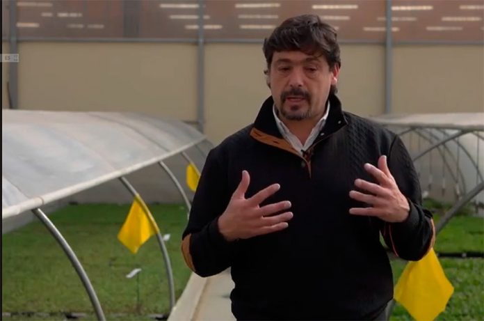 Franco Sannazzaro. Decidir las inversiones y los cambios a tiempo: el ajuste que se viene en las cerezas Decidir las inversiones y los cambios a tiempo: el ajuste que se viene en las cerezas