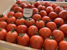 Freeman, el tomate pera ‘estrella’ en Fruit Logistica Freeman, el tomate pera ‘estrella’ en Fruit Logistica