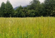 INDAP llama a segundo concurso de incentivos para la sustentabilidad agroambiental de los suelos agropecuarios