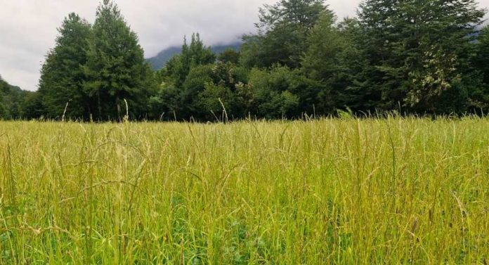 INDAP llama a segundo concurso de incentivos para la sustentabilidad agroambiental de los suelos agropecuarios