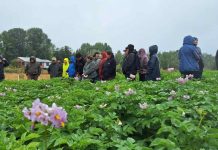 INIA desarrolla días de campo en Chiloé para reducir el uso de plaguicidas químicos en el cultivo de papa
