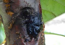 INIA publica en prestigiosa revista científica estudio clave sobre cáncer bacterial del cerezo