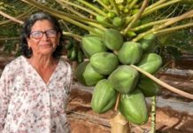 Mujer Agroinnovadora Regional Arica 2025 reconocida por FIA cosecha sus primera papayas con IoT Mujer Agroinnovadora Regional Arica 2025 reconocida por FIA cosecha sus primera papayas con IoT