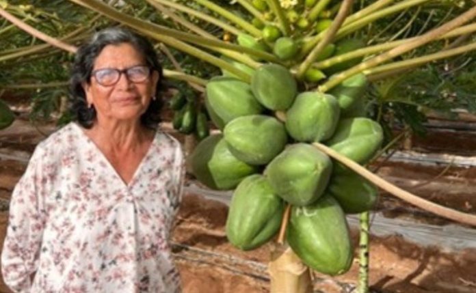 Imagen5 Mujer Agroinnovadora Regional Arica 2025 reconocida por FIA cosecha sus primera papayas con IoT
