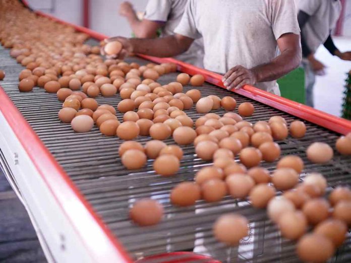 Industria del huevo creció 7,3% en 2025 con Biobío y La Araucanía liderando el dinamismo regional