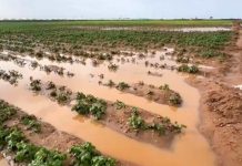 Inundaciones en Marruecos cierran antes la campaña de frutos rojos y tensionan al arándano
