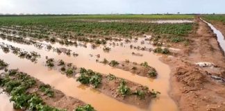 Inundaciones en Marruecos cierran antes la campaña de frutos rojos y tensionan al arándano