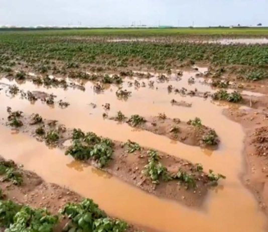 Inundaciones en Marruecos cierran antes la campaña de frutos rojos y tensionan al arándano Inundaciones en Marruecos cierran antes la campaña de frutos rojos y tensionan al arándano