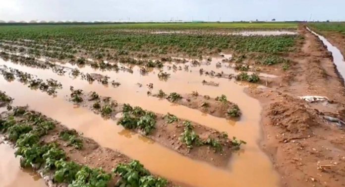 Inundaciones en Marruecos cierran antes la campaña de frutos rojos y tensionan al arándano Inundaciones en Marruecos cierran antes la campaña de frutos rojos y tensionan al arándano