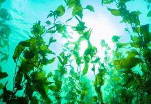 Investigación chilena revela sorprendentes adaptaciones locales del kelp gigante del Fiordo Comau Investigación chilena revela sorprendentes adaptaciones locales del kelp gigante del Fiordo Comau