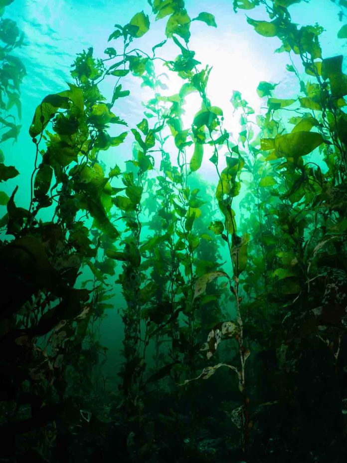 Investigación chilena revela sorprendentes adaptaciones locales del kelp gigante del Fiordo Comau