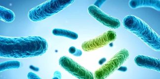 Investigadora de CREAS desarrollará probióticos más resistentes a partir de bagazo de cerveza