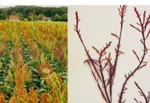 Investigadoras del CSIC revalorizan subproductos agrícolas y desarrollan envases biodegradables a partir de harinas y algas