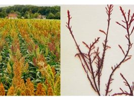 España | Investigadoras del CSIC revalorizan subproductos agrícolas y desarrollan envases biodegradables a partir de harinas y algas Investigadoras del CSIC revalorizan subproductos agrícolas y desarrollan envases biodegradables a partir de harinas y algas