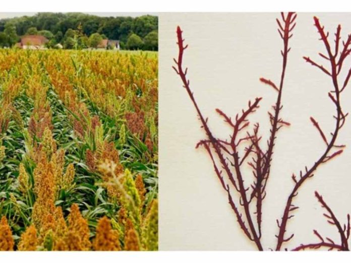 Investigadoras del CSIC revalorizan subproductos agrícolas y desarrollan envases biodegradables a partir de harinas y algas Investigadoras del CSIC revalorizan subproductos agrícolas y desarrollan envases biodegradables a partir de harinas y algas