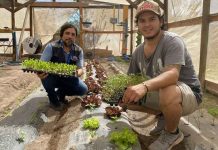 Joven agricultor en Copiapó se abre paso con producción de plantines Joven agricultor en Copiapó se abre paso con producción de plantines