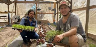 Joven agricultor en Copiapó se abre paso con producción de plantines
