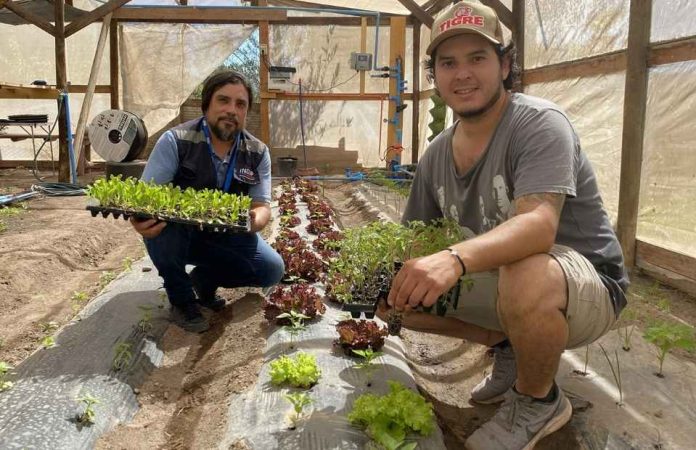 Joven agricultor en Copiapó se abre paso con producción de plantines Joven agricultor en Copiapó se abre paso con producción de plantines