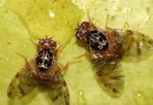 La Unión Europea podrá seguir utilizando el spinosad hasta 2041