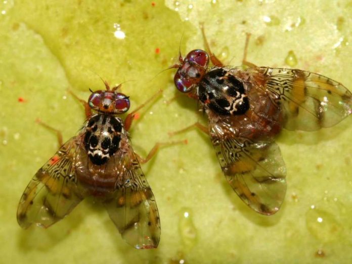 La Unión Europea podrá seguir utilizando el spinosad hasta 2041 La Unión Europea podrá seguir utilizando el spinosad hasta 2041