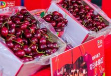 La industria de la cereza entra en una era de ajuste "se termina el súper ciclo de altos precios"