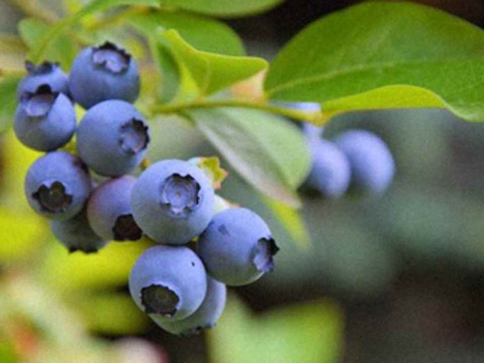 La industria del arándano peruana ante su segunda gran transformación La industria del arándano peruana ante su segunda gran transformación