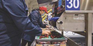 Las cerezas chilenas no logran alcanzar el punto óptimo en China Las cerezas chilenas no logran alcanzar el punto óptimo en China