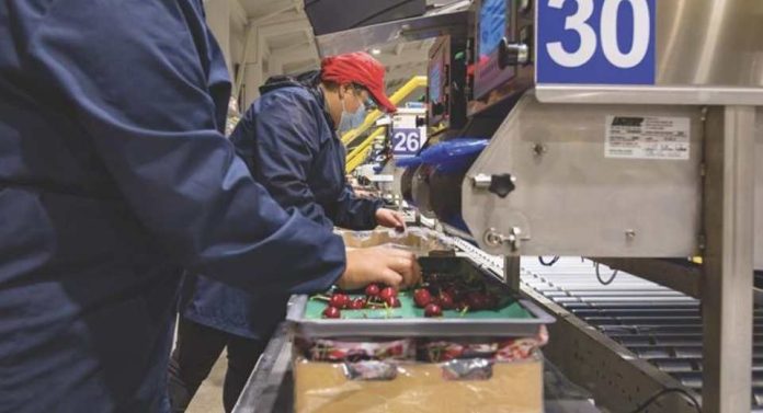 Las cerezas chilenas no logran alcanzar el punto óptimo en China