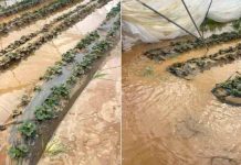 Las inundaciones del norte de Marruecos afectan a los productores de arándano