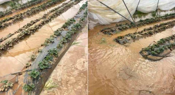 Las inundaciones del norte de Marruecos afectan a los productores de arándano