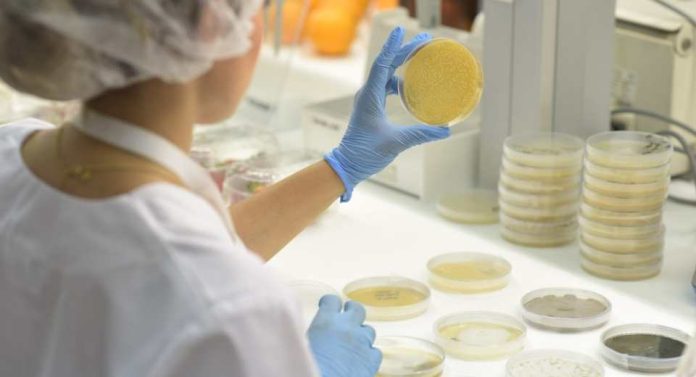 Lisboa Bioestimulantes microbianos mejoran la resistencia a la sequía Lisboa Bioestimulantes microbianos mejoran la resistencia a la sequía