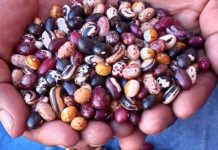 Los porotos andinos asombran por sus múltiples colores y variedades: El persistente trabajo del INTA para lograr conservarlos y multiplicar sus usos alimenticios