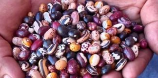 Argentina | Los porotos andinos asombran por sus múltiples colores y variedades Los porotos andinos asombran por sus múltiples colores y variedades: El persistente trabajo del INTA para lograr conservarlos y multiplicar sus usos alimenticios