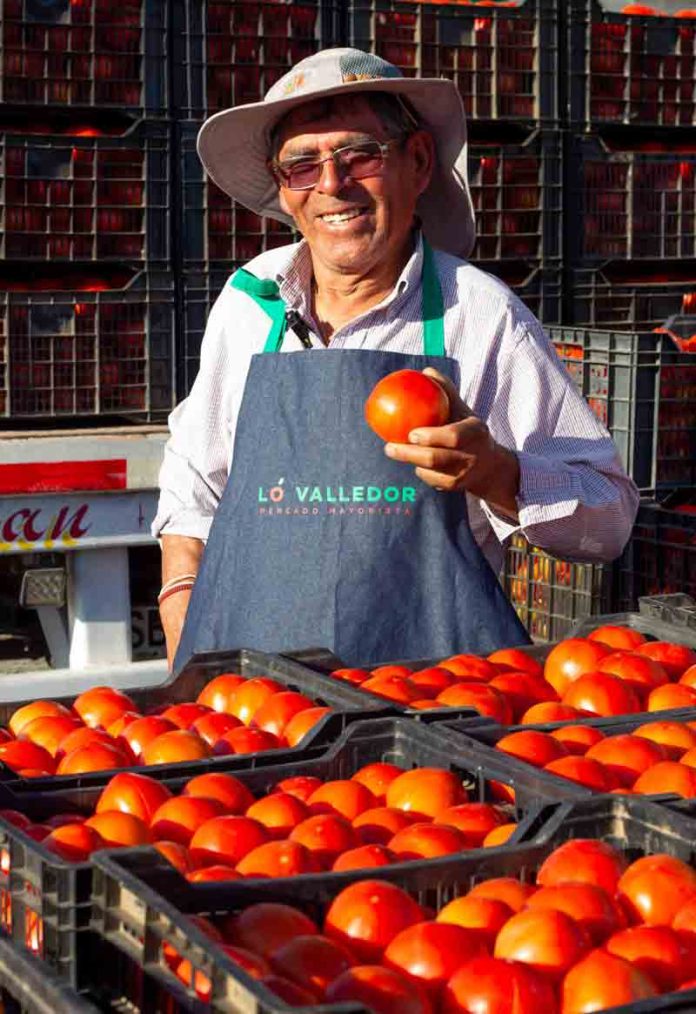 Mayor tecnología y buenas condiciones climáticas e hídricas: Lo que explica el “boom” de tomate de temporada Mayor tecnología y buenas condiciones climáticas e hídricas: Lo que explica el “boom” de tomate de temporada