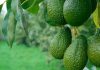 México acelera envíos de palta a Estados Unidos por el “efecto Super Bowl y marca récord rumbo a 2026