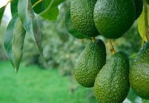 México acelera envíos de palta a Estados Unidos por el “efecto Super Bowl y marca récord rumbo a 2026