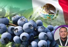 México apuesta por el recambio varietal y la hidroponía en sus cultivos de arándanos