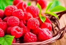 Midagri proyecta escenario comercial favorable para el cultivo de frambuesa Midagri proyecta escenario comercial favorable para el cultivo de frambuesa