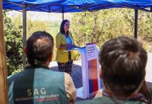 Ministerio de Agricultura destaca 50% de avance en erradicación de brotes de mosca de la fruta a nivel nacional