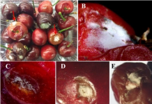 Nanotecnología verde óxido de zinc para la protección sostenible de los cultivos