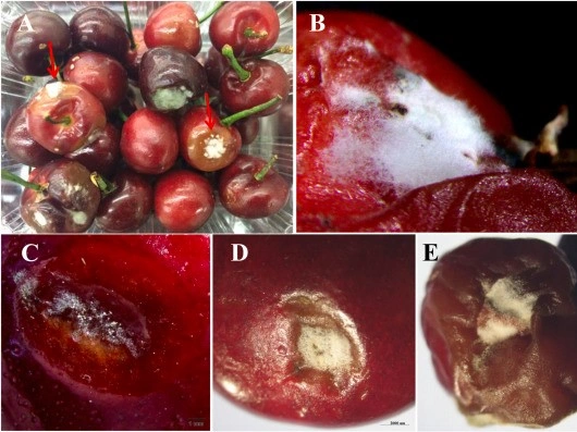 Nanotecnología verde óxido de zinc para la protección sostenible de los cultivos Nanotecnología verde óxido de zinc para la protección sostenible de los cultivos