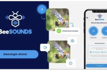 Nueva aplicación “Beesound” identifica abejas nativas por su zumbido para potenciar la polinización en frutales