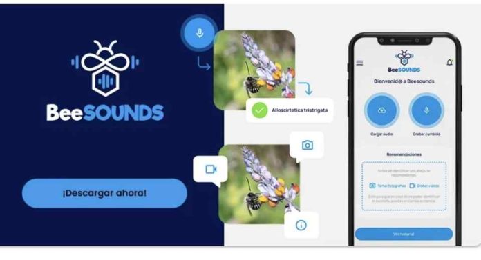 Nueva aplicación “Beesound” identifica abejas nativas por su zumbido para potenciar la polinización en frutales Nueva aplicación “Beesound” identifica abejas nativas por su zumbido para potenciar la polinización en frutales