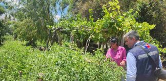 Pequeña agricultora de Salamanca incrementa su seguridad de riego con nuevo tranque bonificado por la Ley de Riego Pequeña agricultora de Salamanca incrementa su seguridad de riego con nuevo tranque bonificado por la Ley de Riego