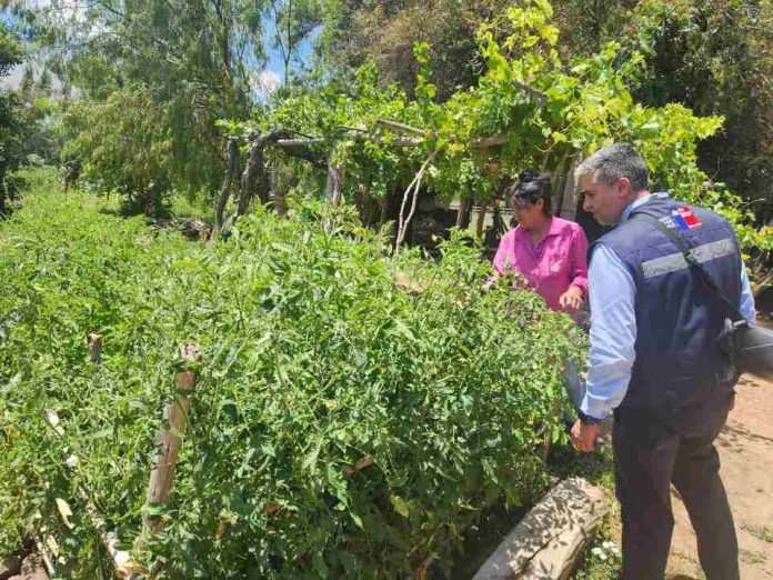 Pequeña agricultora de Salamanca incrementa su seguridad de riego con nuevo tranque bonificado por la Ley de Riego